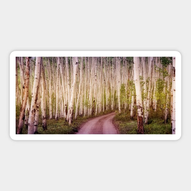 Aspen Woods Sticker by algill